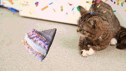 Happy Birthday Shy Cat  GIF