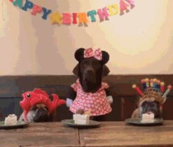 Happy Birthday Three Dogs Eating Cake GIF