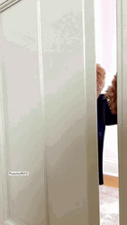 Happy Birthday To Me Puppy Party GIF