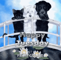 Happy Blessed Tuesday Cute Doggies GIF