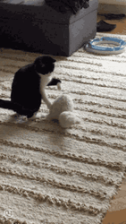 Happy Cat Excited Play Jumping GIF