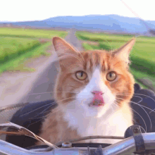 Happy Cat Feeling Wind Relaxed Joy Ride GIF