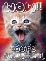 Happy Cat Friday Meme GIF