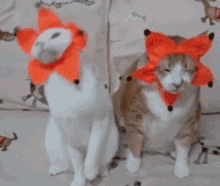 Happy Cat Funny Clown Costume GIF