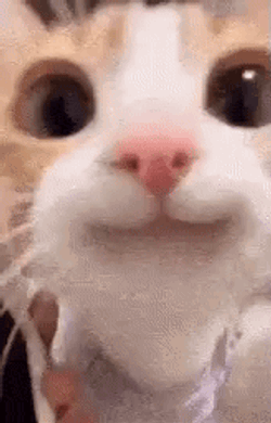 Happy Cat GIF