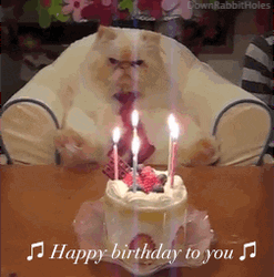 Happy Cat On Her Birthday Meme GIF