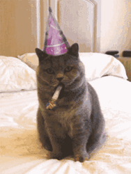 Happy Cat Bored Happy Birthday Celebration GIF | GIFDB.com