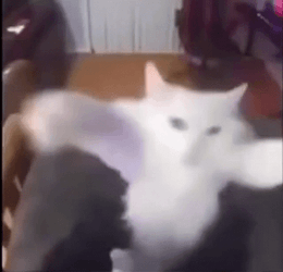 Happy Cat With His Boss Meme GIF