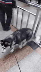 Happy Cheerful Dog Airport GIF