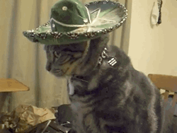 Happy Cinco De Mayo Sombrero Cat
