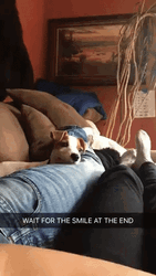 Happy Cute Adorable Dog Smile  GIF