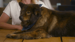 Happy Cute Dog Wink Smile GIF