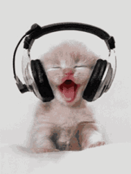 Happy Day Good Mood Music Kitten GIF