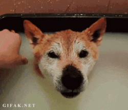Happy Dog Bathe Cute Animal