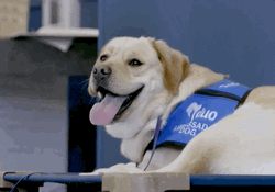 Happy Dog Catching Breath GIF