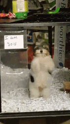 Happy Dog Cute Dance GIF