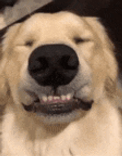 Happy Dog Cute GIF