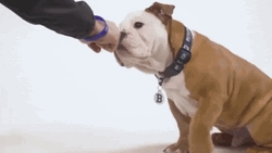 Happy Dog Fist Bump GIF