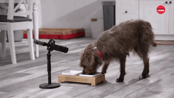 Happy Dog Food Artificial Free Day GIF