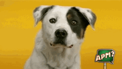 Happy Dog Human Teeth GIF