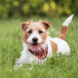 Happy Dog Lay On Grass GIF