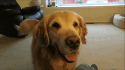 Happy Dog Look GIF