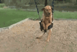 Happy Dog On Swing