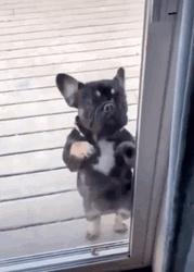 Happy Dog Outside GIF