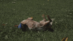 Happy Dog Play Grass GIF