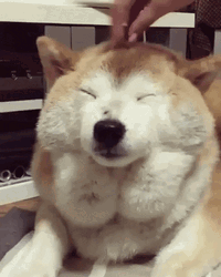 Happy Dog Rub Head GIF