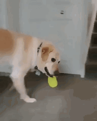 Happy Dog Rubber In Mouth GIF