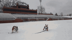 Happy Dog Run Free GIF