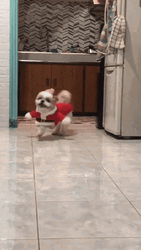 Happy Dog Santa Costume GIF