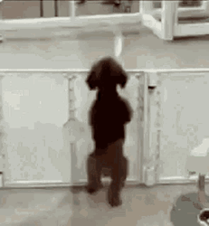 Happy Dog Sees Its Owner Funny Dancing GIF