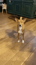 Happy Dog Shakes Head GIF