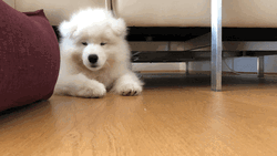 Happy Dog Stand GIF