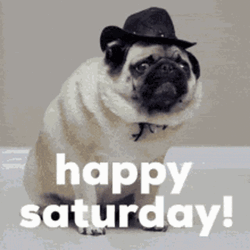 Happy Dog Working Saturday GIF