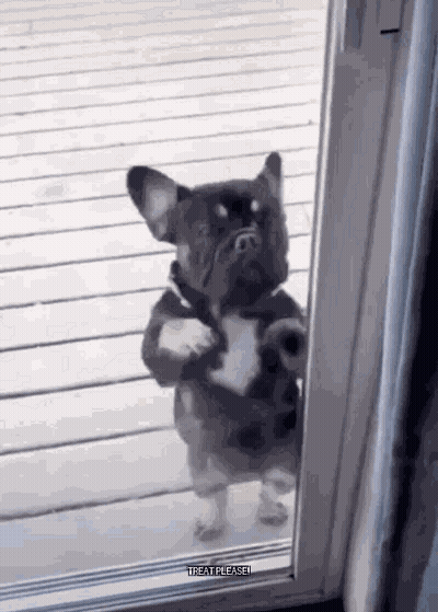 HAPPY  DOGE GIF