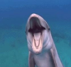 Happy Dolphin Waiting For You Underwater GIF