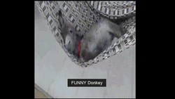 Happy Donkey Swing GIF