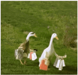 Happy Ducks Gone Shopping GIF