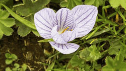 Happy Earth Day Blooming Flower  GIF
