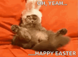 Happy Easter Funny Cat With Bunny Ears GIF