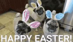 Happy Easter Funny Cute Bunny Bulldogs GIF