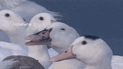 Happy Face Duck Hehehe GIF