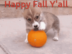 Happy Fall Saturday Playing Puppy GIF