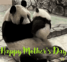Happy First Mothers Day Panda Baby Kiss  GIF