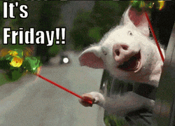 Happy Friday Funny Pig Having Great Time  GIF