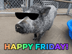 Happy Friday Funny Wild Pig With Glasses  GIF