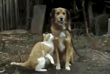Happy Friendship Day Cat Kissing The Dog GIF